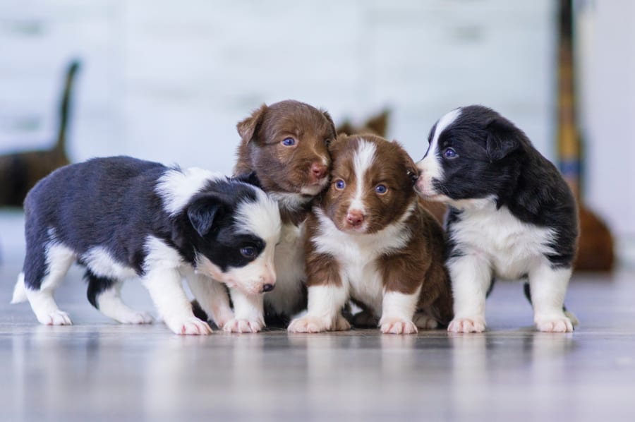 3 Reasons Why You Shouldn’t Buy a Dog From a Breeder